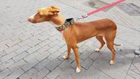 Teneriffa, La Laguna, Podenco, kanarischer Jagdhund