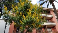 Teneriffa, La Laguna