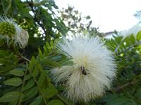 Teneriffa, La Orotava, Botanischer Garten