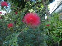 Teneriffa, La Orotava, Botanischer Garten
