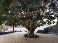 Teneriffa, Masca