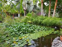 Teneriffa, Puerto de la Cruz, Garten Sitio Litre