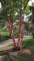Teneriffa, Puerto de la Cruz, Kunst am Baum