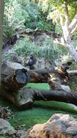Teneriffa, Puerto de la Cruz, Loro Park