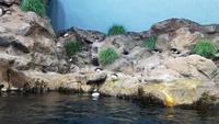 Teneriffa, Puerto de la Cruz, Loro Park