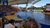 Teneriffa, Puerto de la Cruz, Loro Park