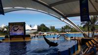 Teneriffa, Puerto de la Cruz, Loro Park