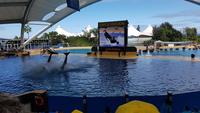 Teneriffa, Puerto de la Cruz, Loro Park