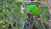 Teneriffa, Puerto de la Cruz, Loro Park