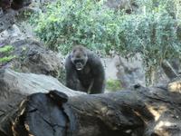 Teneriffa, Puerto de la Cruz, Loro Park