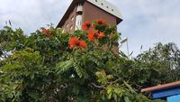 Teneriffa, Puerto de la Cruz, afrikanischer Tulpenbaum