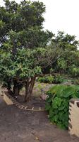 Teneriffa, Tacoronte, Herrenhaus, mispelbaum und Yams