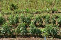 Tomaten