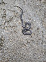 Treppennatter