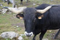 Tudanca