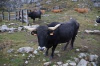 Tudanca