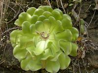 Und noch eine schöne große Steinrose