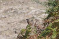 Vogel auf Farn