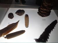 Vorbilder aus der Natur fuer Gaudi