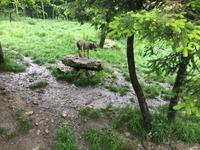 Wölfe im Aran Park