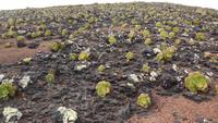 Wanderung über die Lavafelder