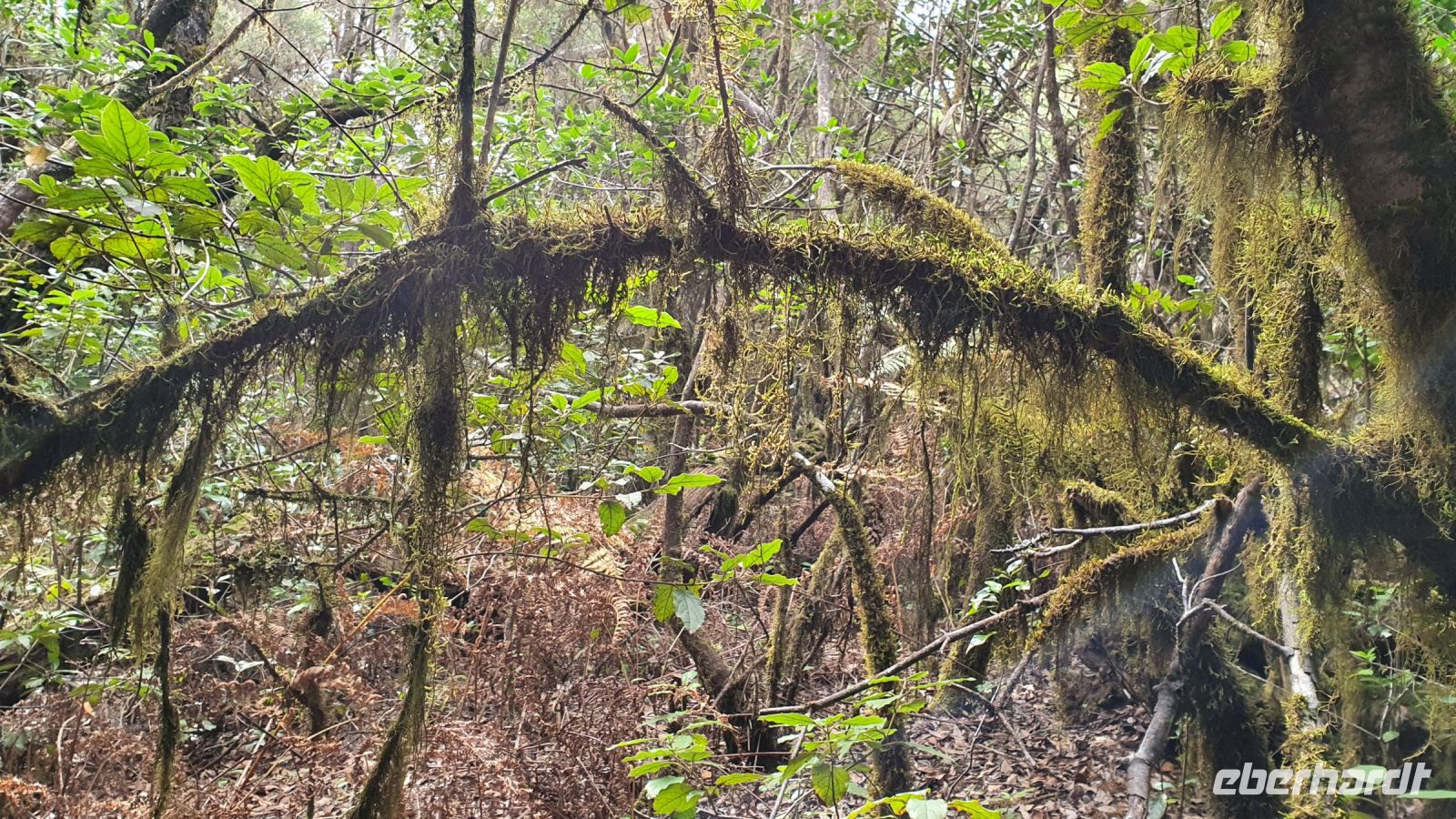 Wanderung El Cedro