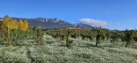 Wanderung Laguardia nach Elciego