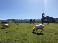 Wanderung bei den Covadonga-Seen in Picos de Europa (34)