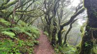 Wanderung durch den Lorbeerwald