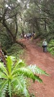 Wanderung im Lorbeerwald