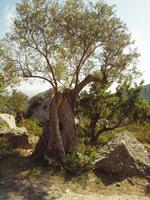 Wanderung im Tal von Orient