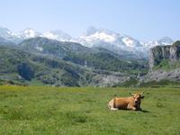 Wanderung in Covadonga um die Gletscherseen herum (5)