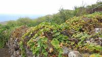 Wanderung nach Pozo de las Calcosas