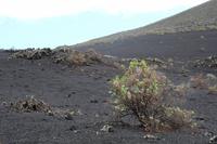 Wanderung vom Vulkan San Antonio zum Leuchtturm von Fuencaliente – La Palma