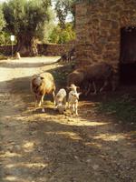Wanderung von Déiá nach Sóller