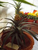 Wanderung von Déiá nach Sóller