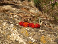 Wanderung von Esporles nach Banyalbufar