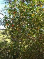 Wanderung von Esporles nach Banyalbufar