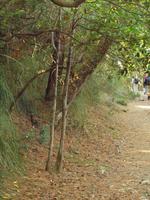 Wanderung von Esporles nach Banyalbufar