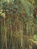 Wanderung von Esporles nach Banyalbufar