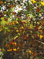 Wanderung von Esporles nach Banyalbufar