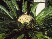 Wanderung von Esporles nach Banyalbufar