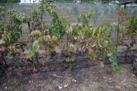 Wein 