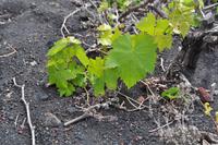 Wein am San Antonio, La Palma