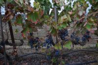 Wein