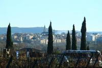 Weingut Torres