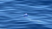 Whale Watching Tour - Portugiesische Galeeren