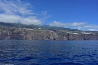 Whale Watching Tour 