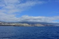 Whale Watching Tour