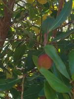 Wilder Erdbeerbaum